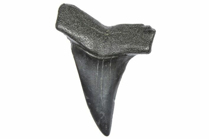Fossil Broad-Toothed Mako Tooth - South Carolina #360861